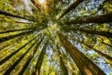The Role of Nutrients and Antioxidants in Immune System Support: An Analysis of Natural Formulas